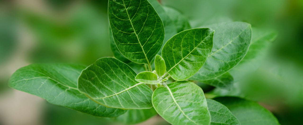 All you Need to Know About Ashwagandha Supplements