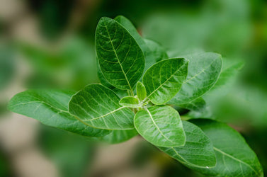 All you Need to Know About Ashwagandha Supplements